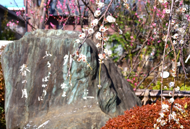 羽根木公園の梅