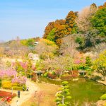 水戸偕楽園の梅林