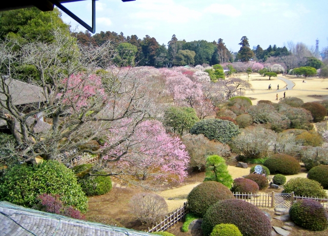 偕楽園の梅