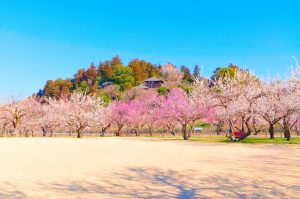 偕楽園の梅の花