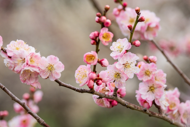 梅の花