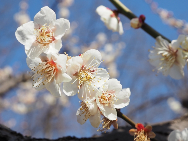 梅の花