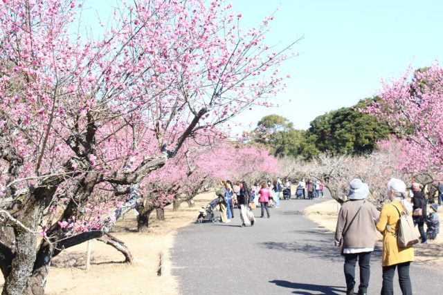 阿波岐原森林公園 市民の森