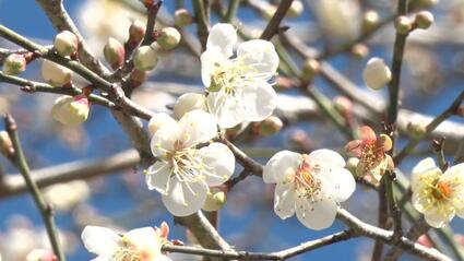 オーシッタイ（大川）の白梅