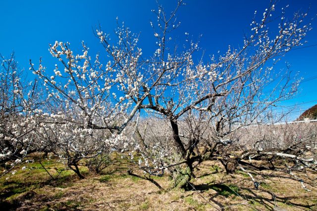 高岡町にある「月知梅（げっちばい）」