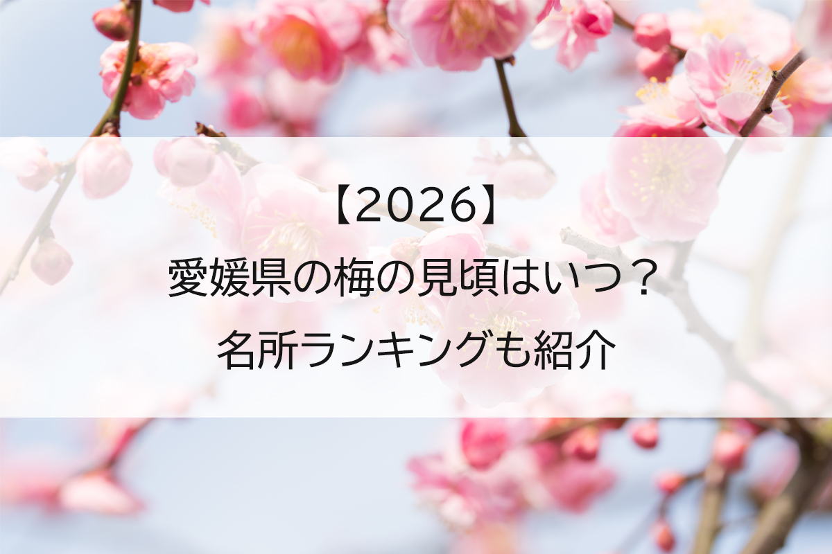 【2026】愛媛県の梅の見頃はいつ？名所ランキングも紹介