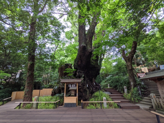 来宮神社の大楠