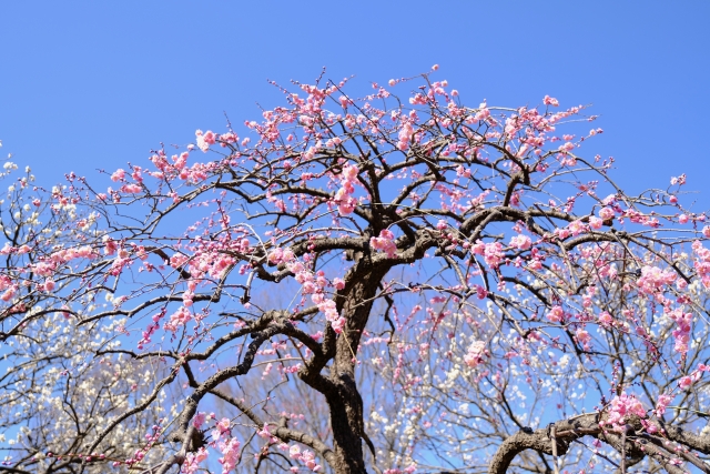 府中市郷土の森博物館の梅