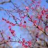 府中市郷土の森博物館の梅