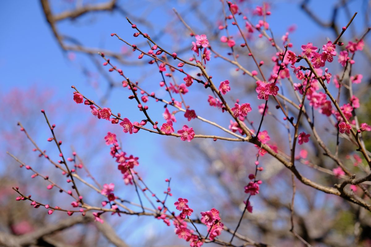 府中市郷土の森博物館の梅