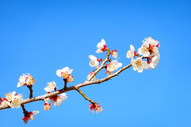 梅の花