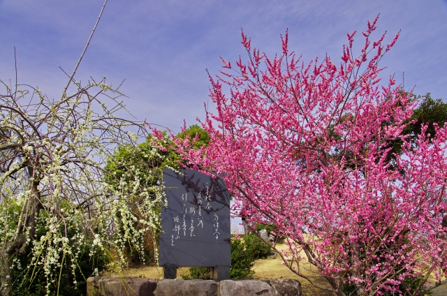 綾部山梅林の梅