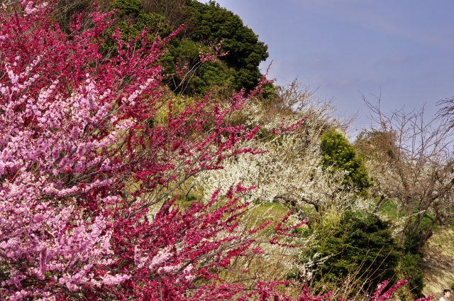 綾部山梅林の梅