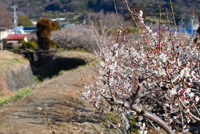 曽我梅林（曽我別所梅林）