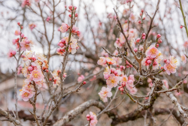 越生梅林の梅の花