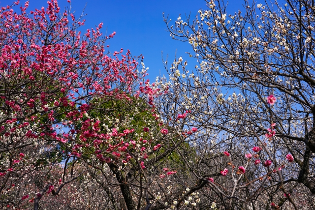 谷保天満宮の梅