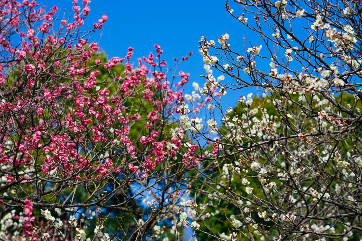 谷保天満宮の梅
