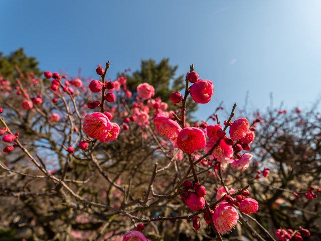 道明寺天満宮の梅
