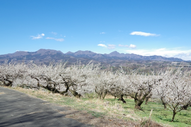 榛名梅林