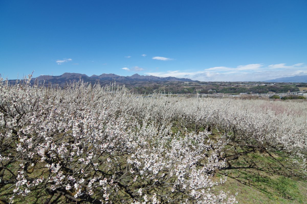 榛名梅林