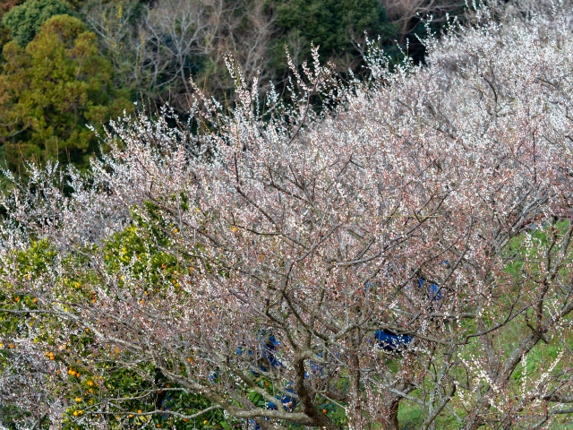 南部梅林の梅