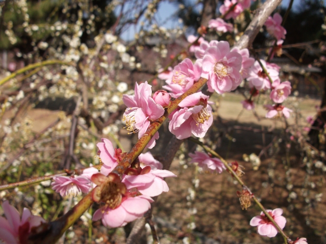 大和郡山城跡の梅