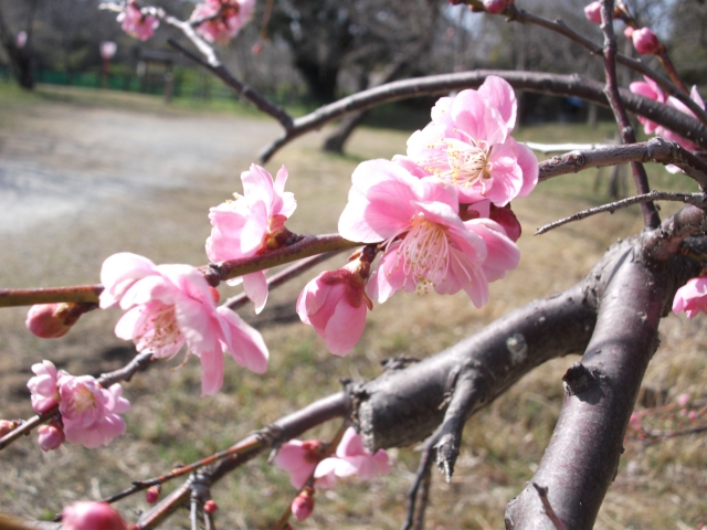 大和郡山城跡の梅