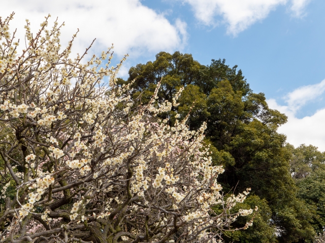 道明寺天満宮の梅