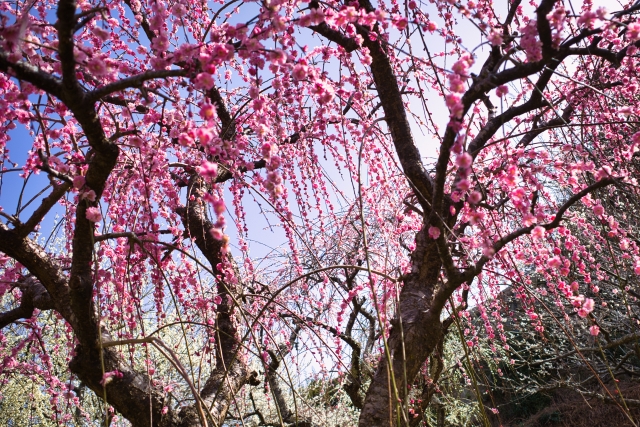 月ヶ瀬梅渓の梅