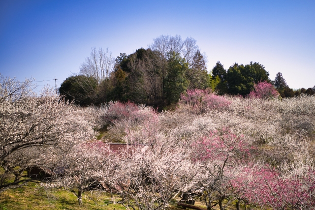 月ヶ瀬梅渓の梅