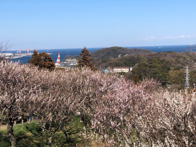 田浦梅の里の梅