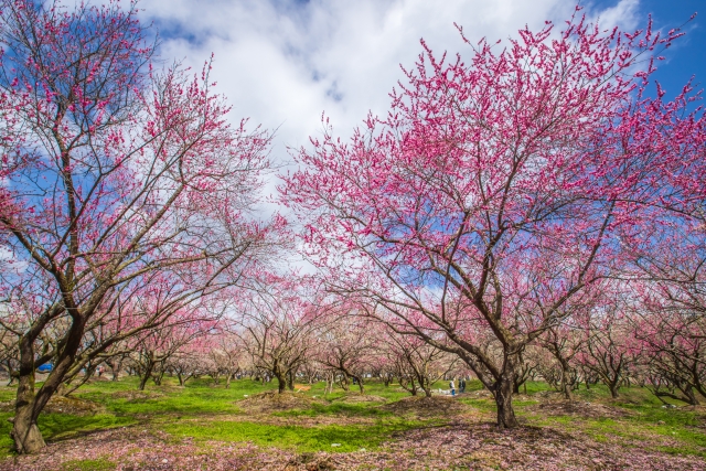 いなべ市農業公園の梅