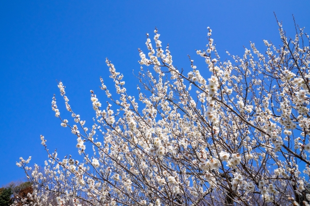 筑波山梅林の梅