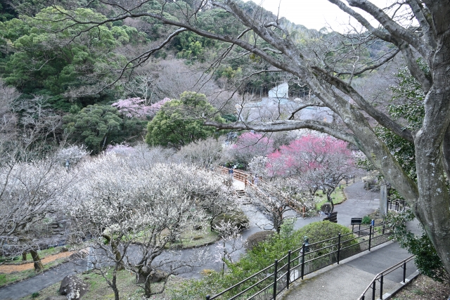 熱海梅園の梅