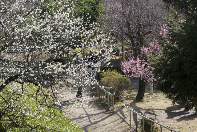 羽根木公園の梅