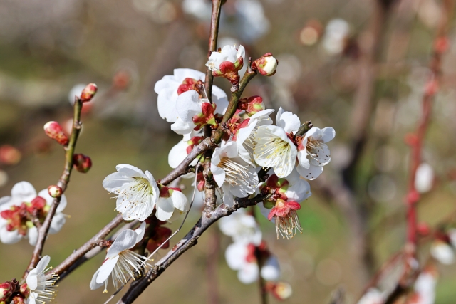 牛尾梅林の白梅