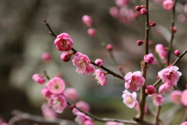 熱海梅園の梅の花