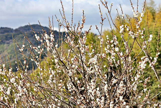 牛尾梅林の梅の花