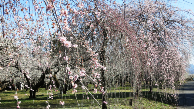 高崎市の箕郷梅林