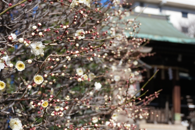 湯島天満宮の梅