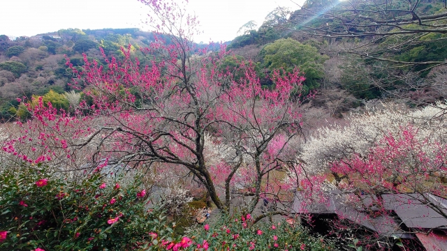 熱海梅園