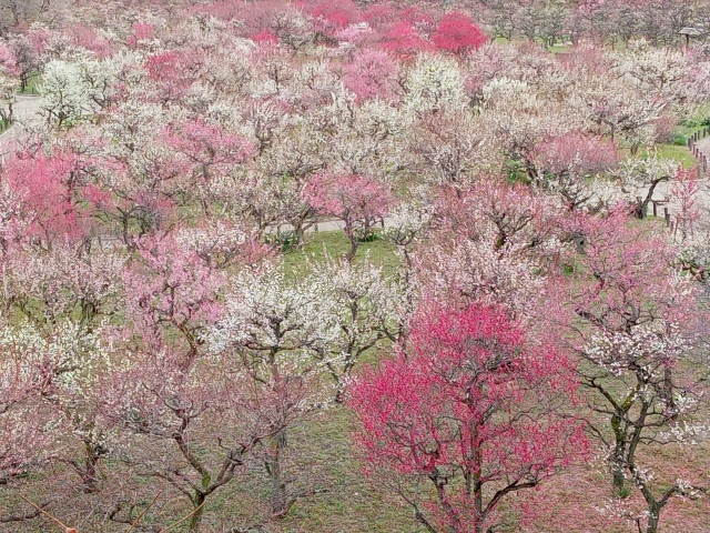 大阪城公園の梅