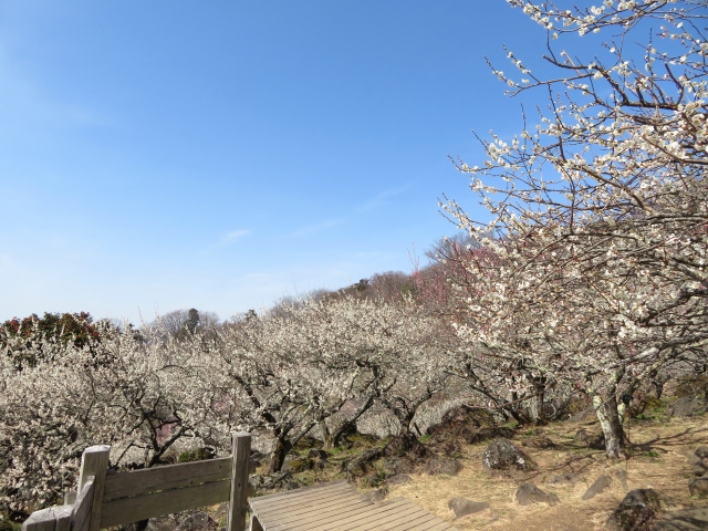 筑波山梅林の梅