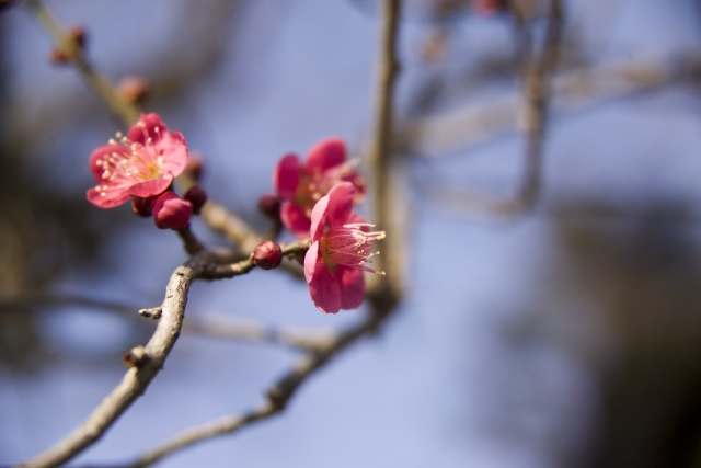 吉野梅郷の梅の花