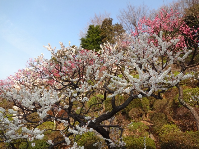 池上梅園の梅