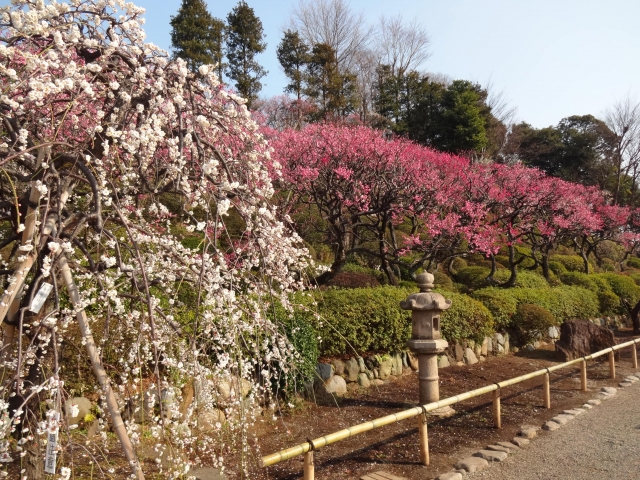 池上梅園の梅