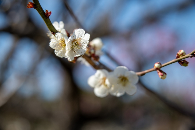 万博記念公園の梅