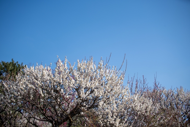 万博記念公園の梅