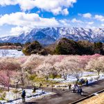 いなべ市農業公園の梅園