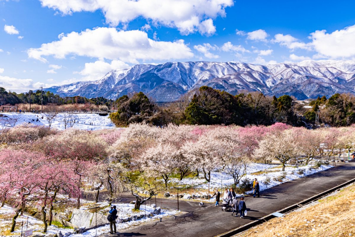 いなべ市農業公園の梅園